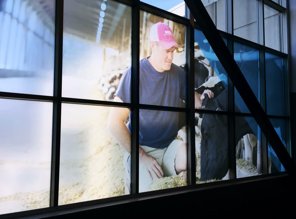 dairy farmers window graphics