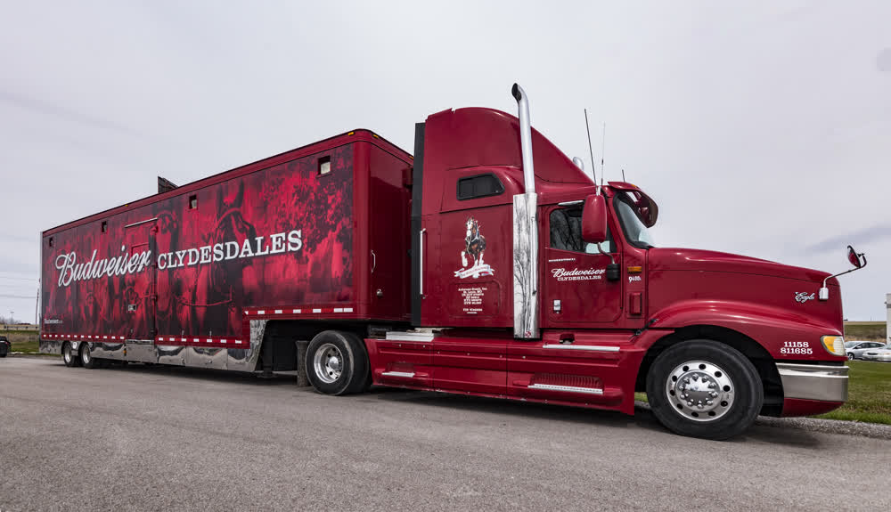 Bright red Budweiser Clydesdales transport semi-truck and trailer with large, custom airbrush-style graphics featuring the iconic horse team and Budweiser logo, emphasizing brand authority and high-impact mobile advertising.
