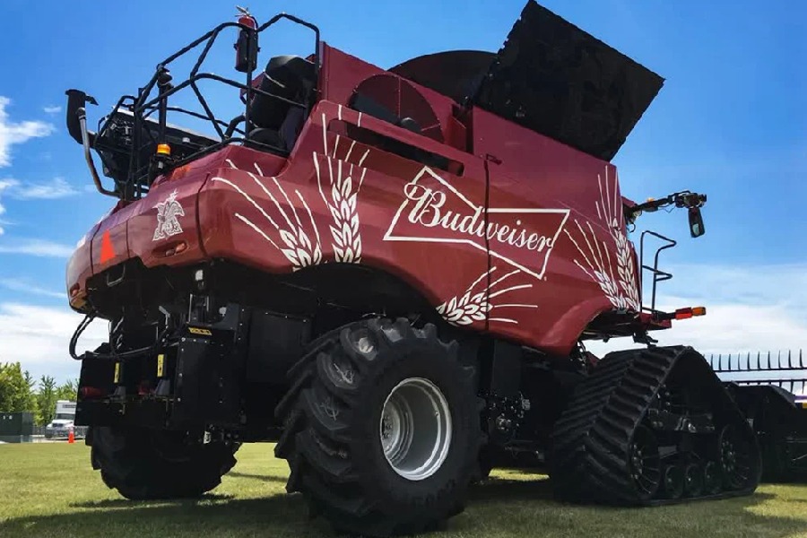A massive, custom-painted maroon Budweiser combine harvester with white wheat stalk and logo graphics.